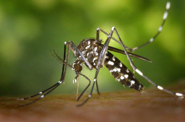 virus zanzare