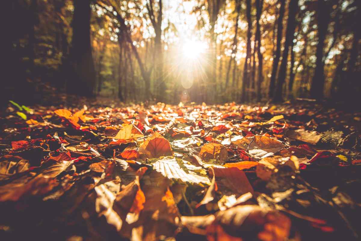 La meta più bella dove ammirare il foliage