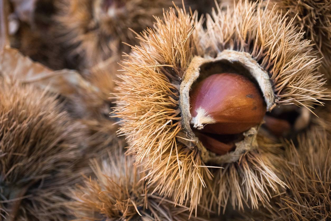 castagne-raccolta-reato