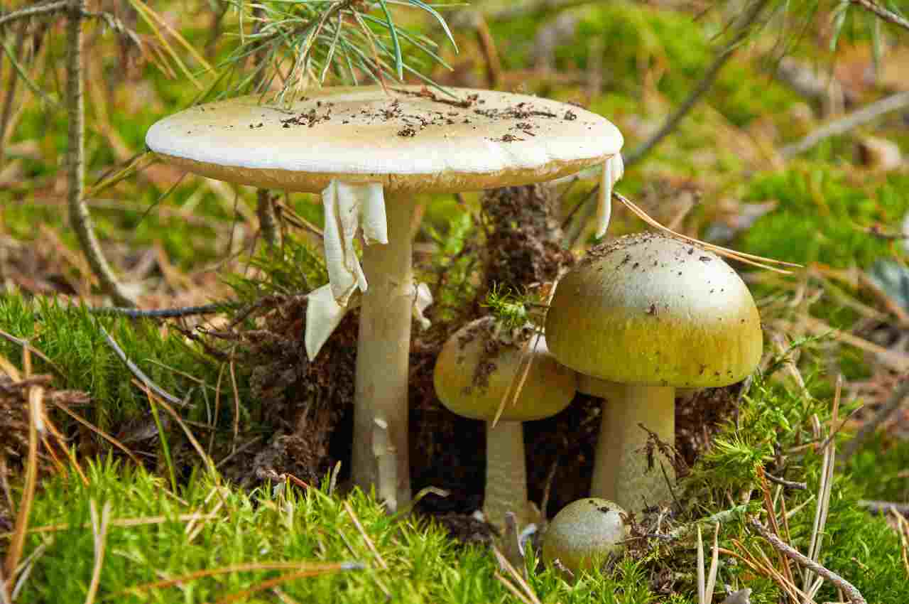Amanita phalloides funghi velenosi