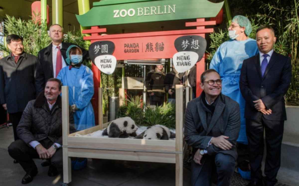 https://www.viagginews.com/wp-content/uploads/2019/12/panda-1.jpg https://www.viagginews.com/wp-content/uploads/2019/12/panda-1.jpg