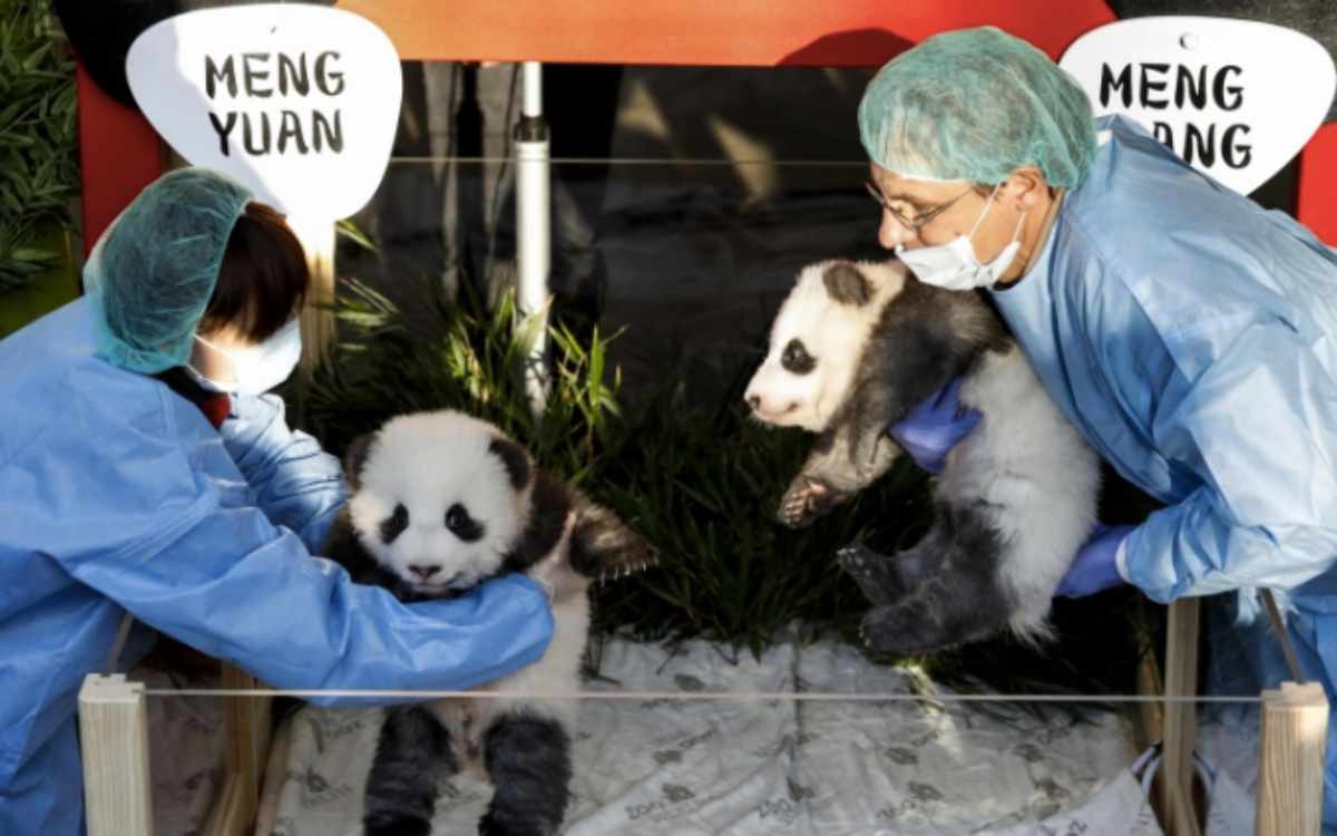 https://www.viagginews.com/wp-content/uploads/2019/12/panda-2.jpg https://www.viagginews.com/wp-content/uploads/2019/12/panda-2.jpg