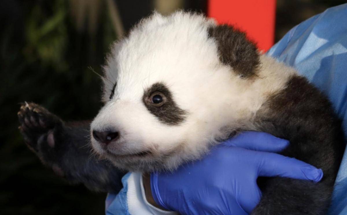 https://www.viagginews.com/wp-content/uploads/2019/12/panda.jpg https://www.viagginews.com/wp-content/uploads/2019/12/panda.jpg