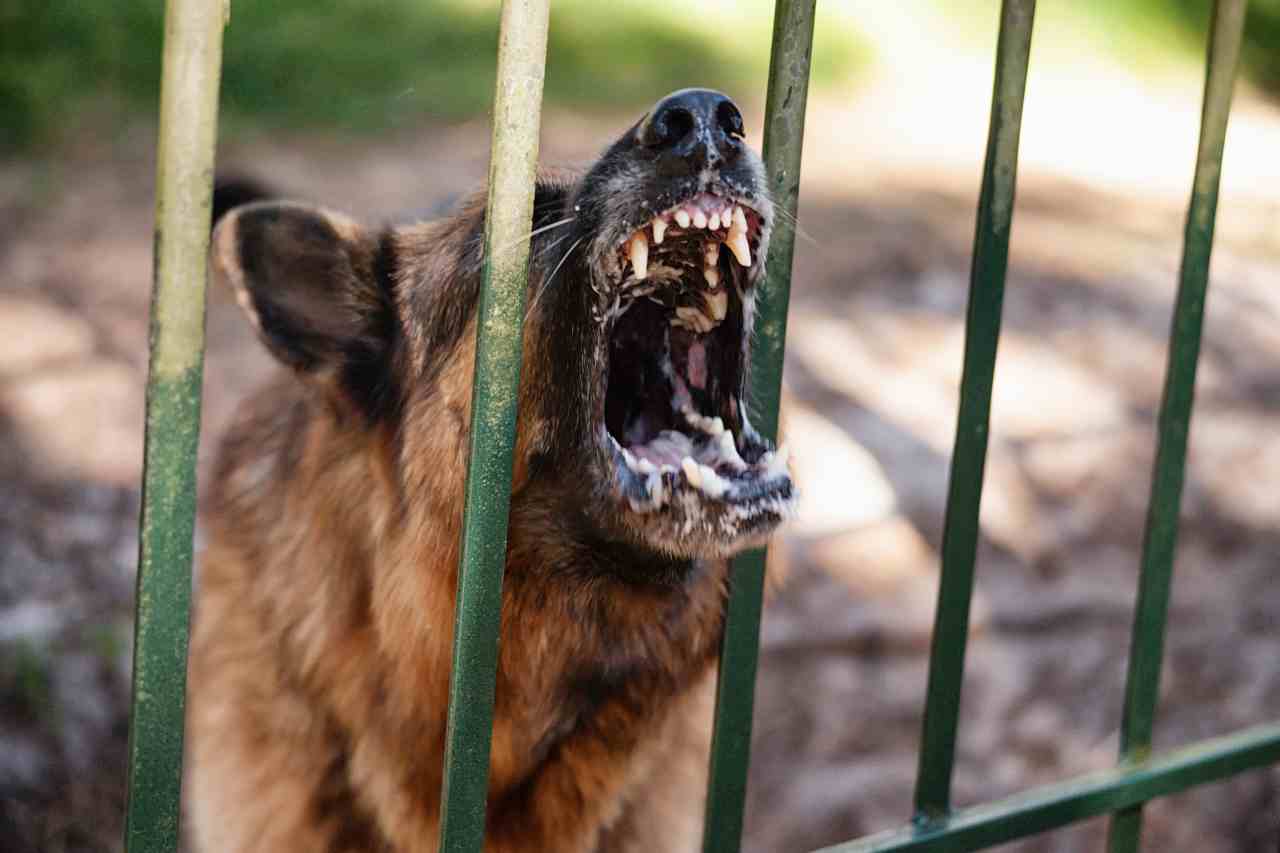 Bimba sbranata da cane