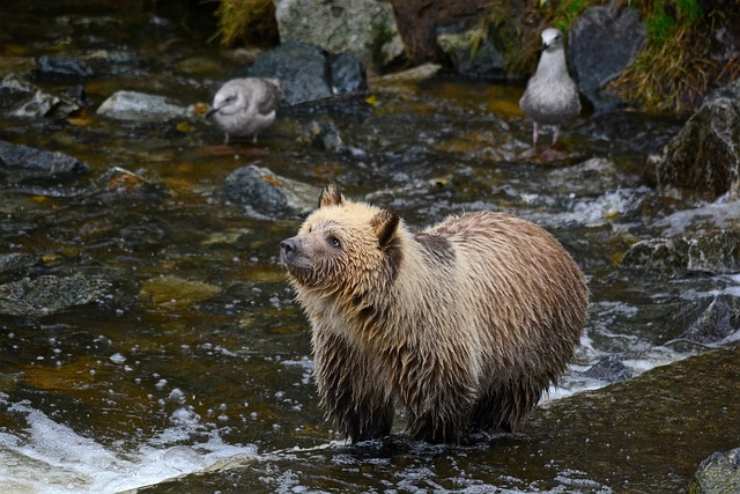 Kamčatka, orso bruno