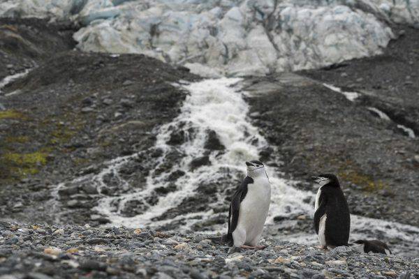 greenpeace-allarme-pinguini-antartico
