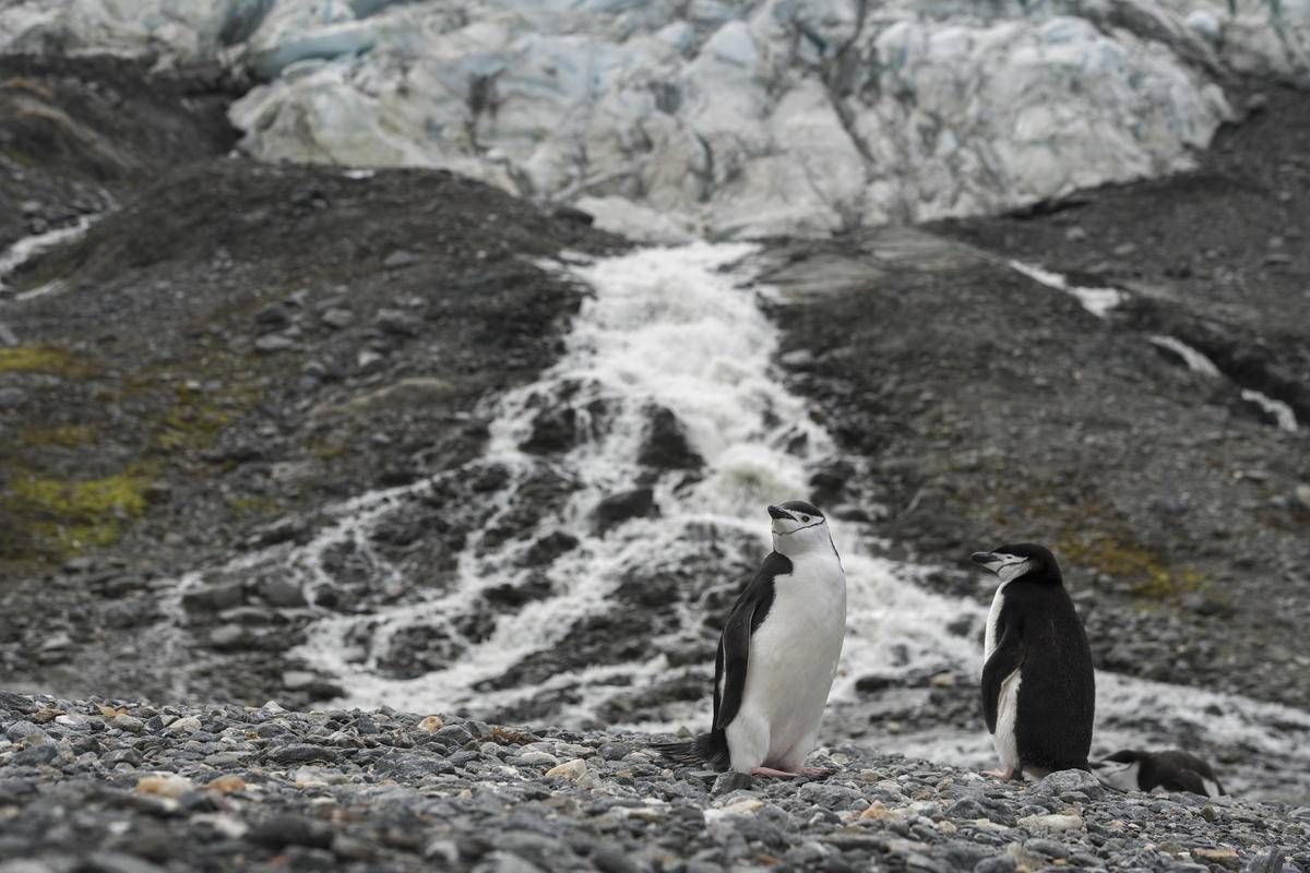 https://www.viagginews.com/wp-content/uploads/2020/02/greenpeace-allarme-pinguini-antartico-1.jpg