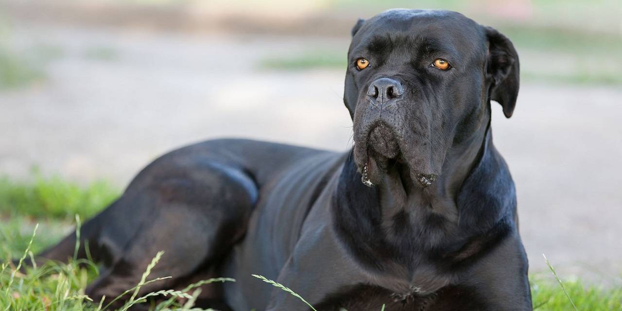 Cane corso