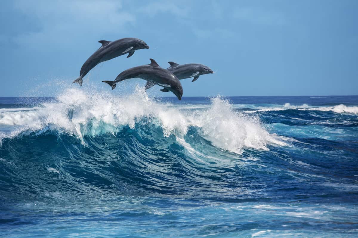 giornata mondiale delfini