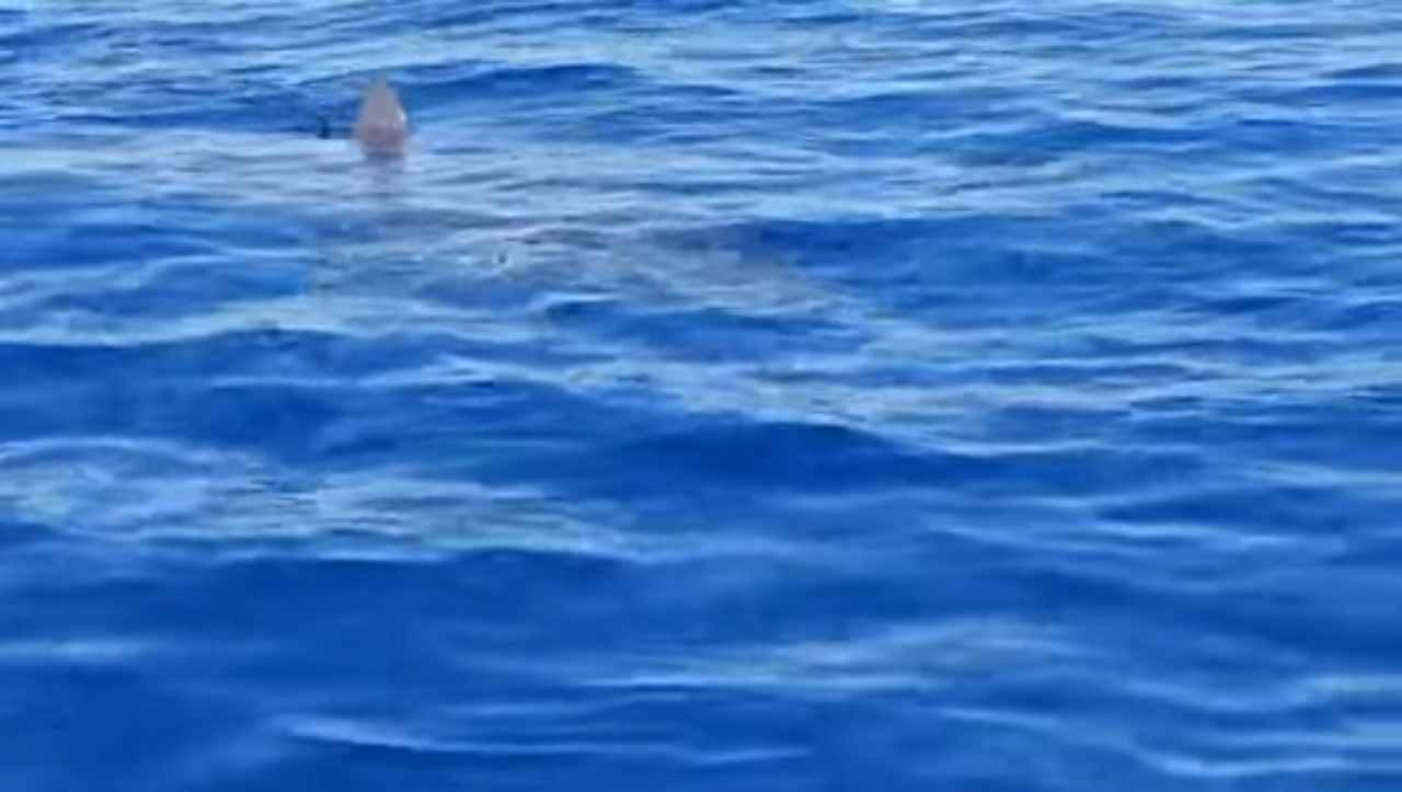 squalo Lampedusa