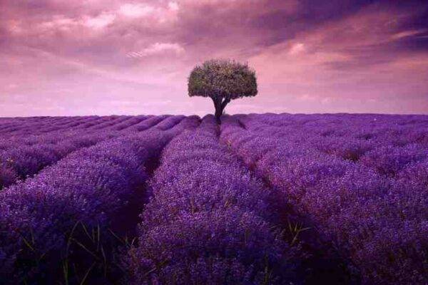 itinerari lavanda italia