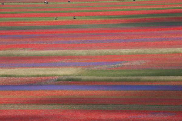 fiorita castelluccio di Norcia