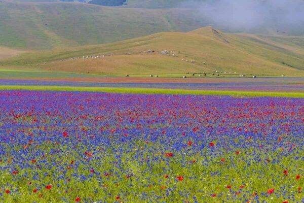 Fioritura di Castelluccio di Norcia: quando andare e come arrivarci 2