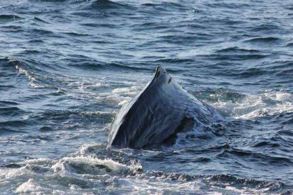 Capodoglio Furia bycatch