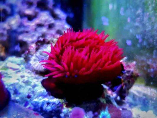 L'anemone strano del Mediterraneo: il pomodoro di mare Anemone Mediterraneo Pomodoro di Mare