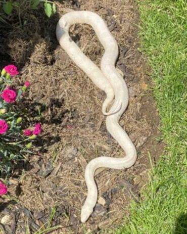 serpente lungo un metro