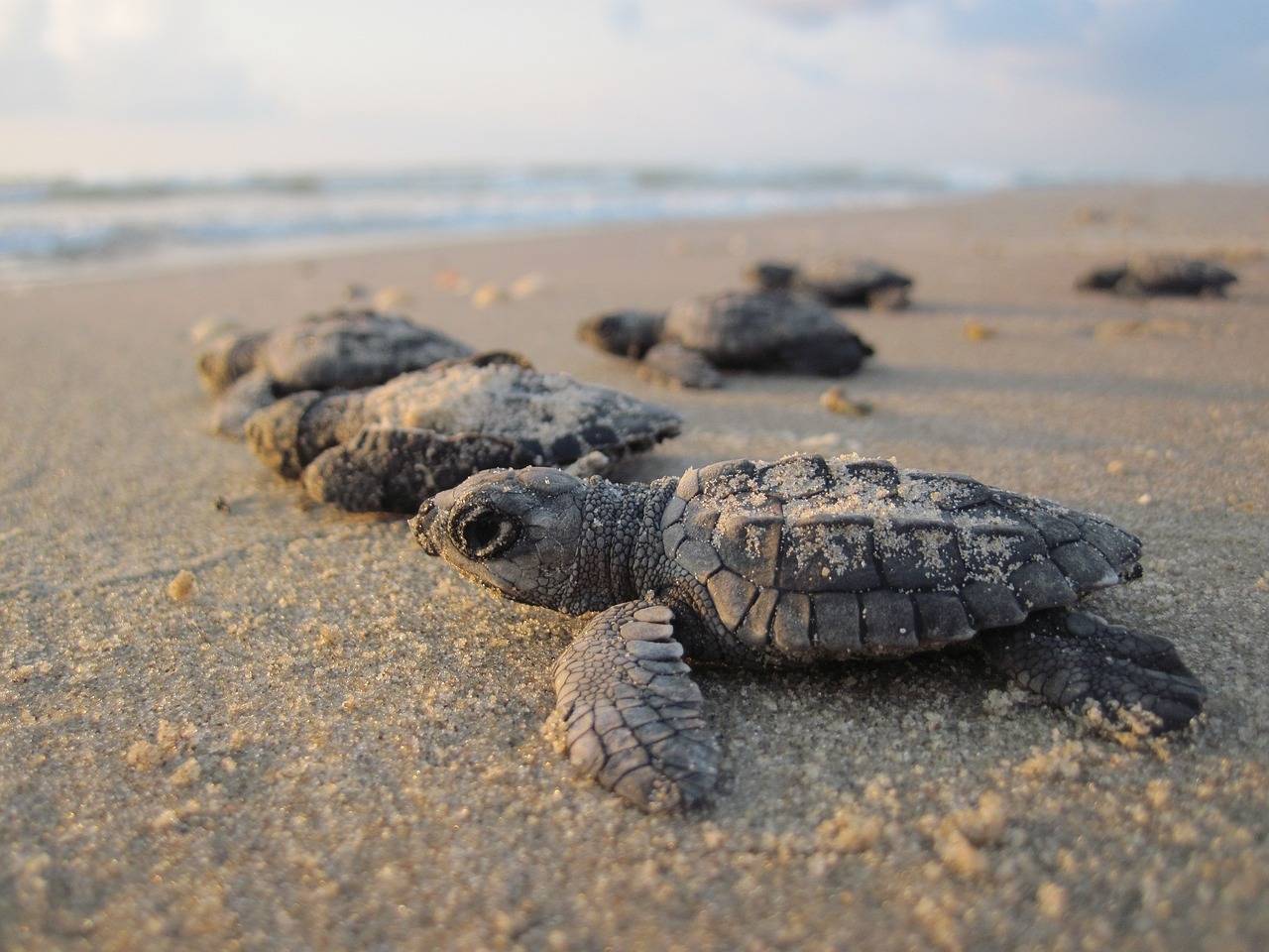 Dove sono i nidi delle tartarughe marine