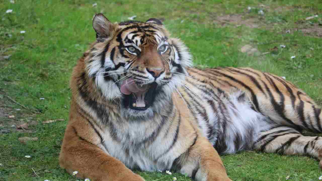 tigre zoo