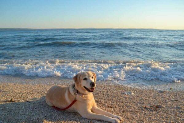 spiaggia cani sardegna