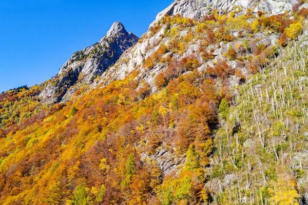 valtellina foliage