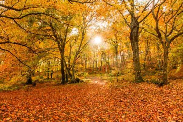 foliage autunno