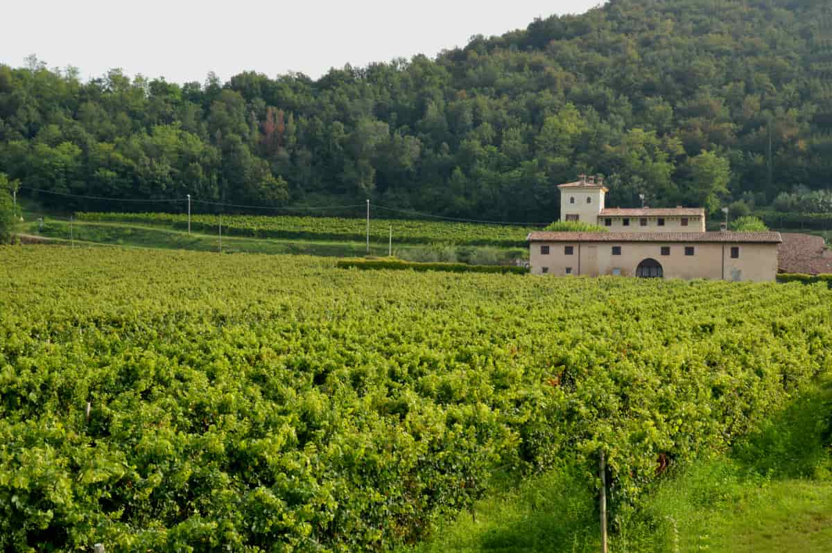 strade del vino italia