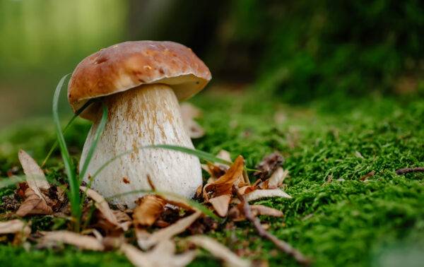 Come e dove cercare i funghi porcini?