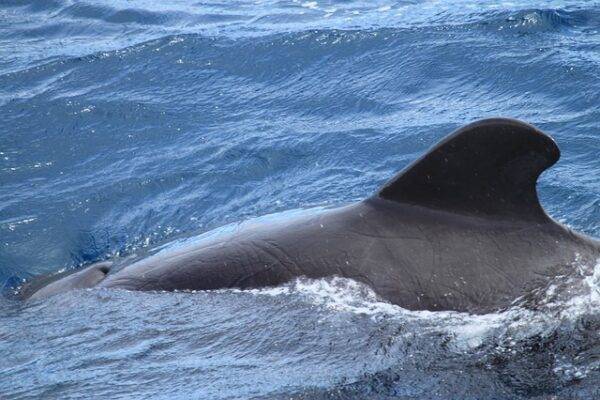 Balene pilota spiaggiate