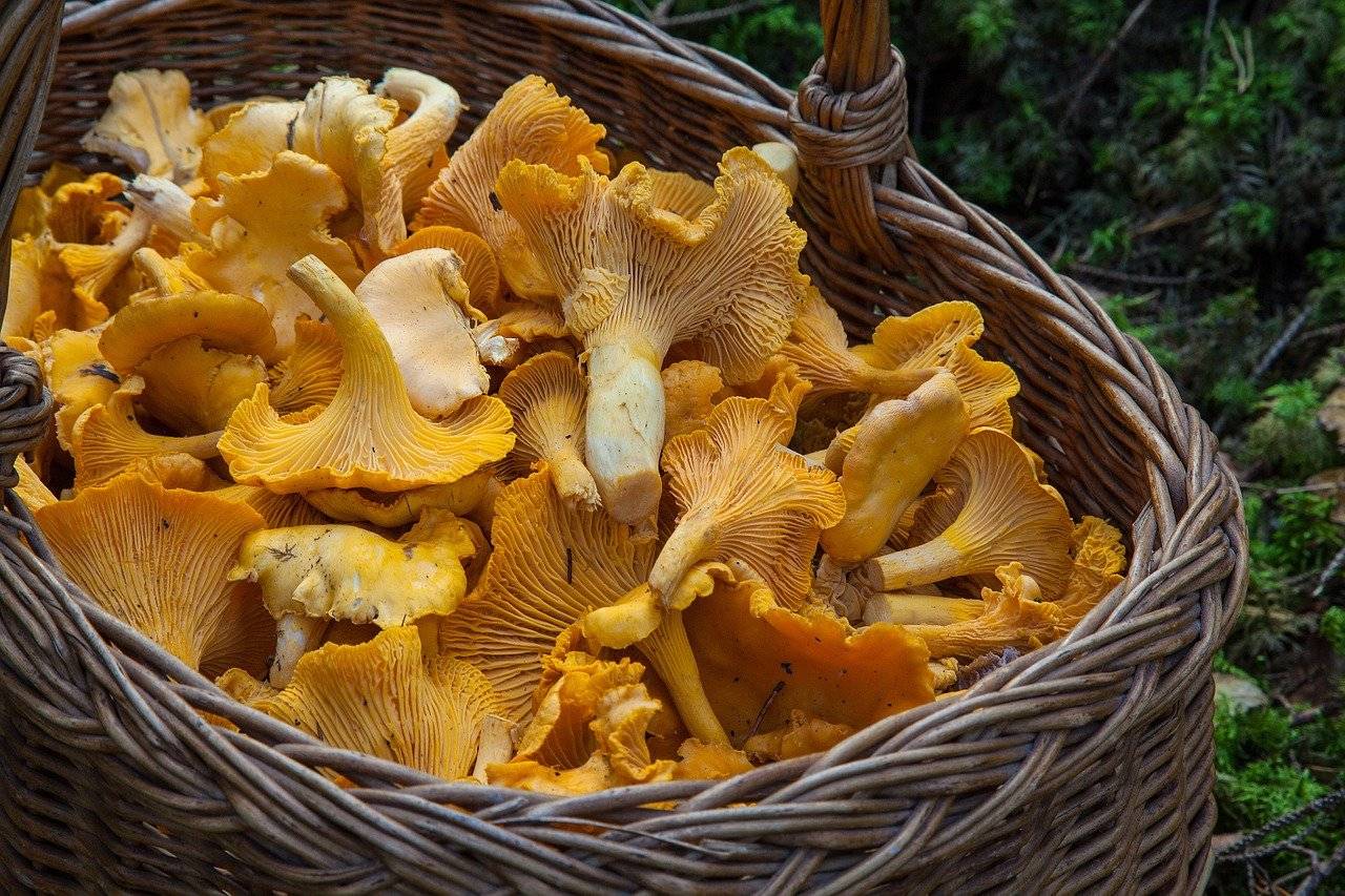 sagre funghi porcini 2020