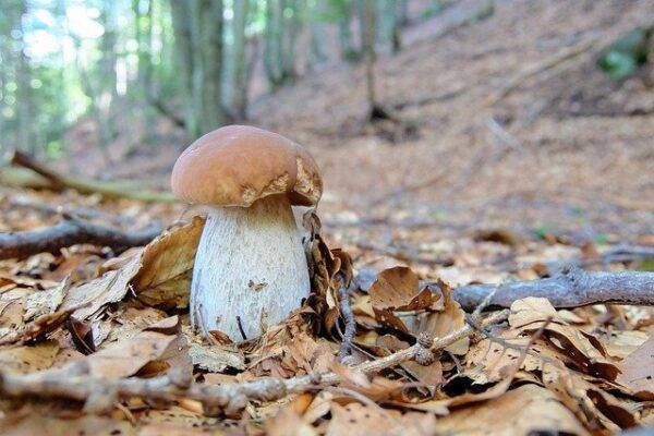Varietà porcini e quali sono i più buoni? Varietà funghi porcini