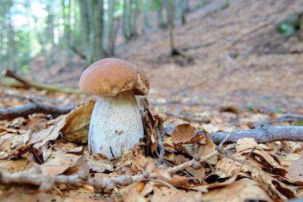 Varietà funghi porcini