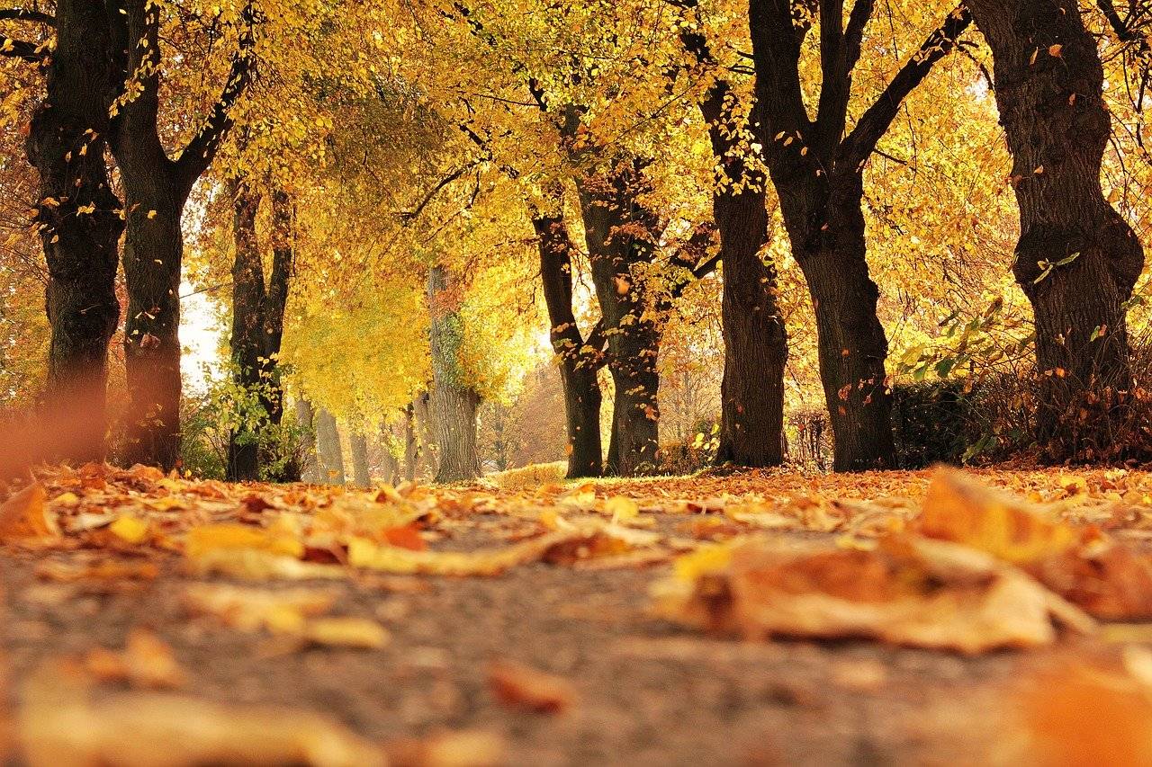 Il viaggio in ferrovia alla scoperta del foliage