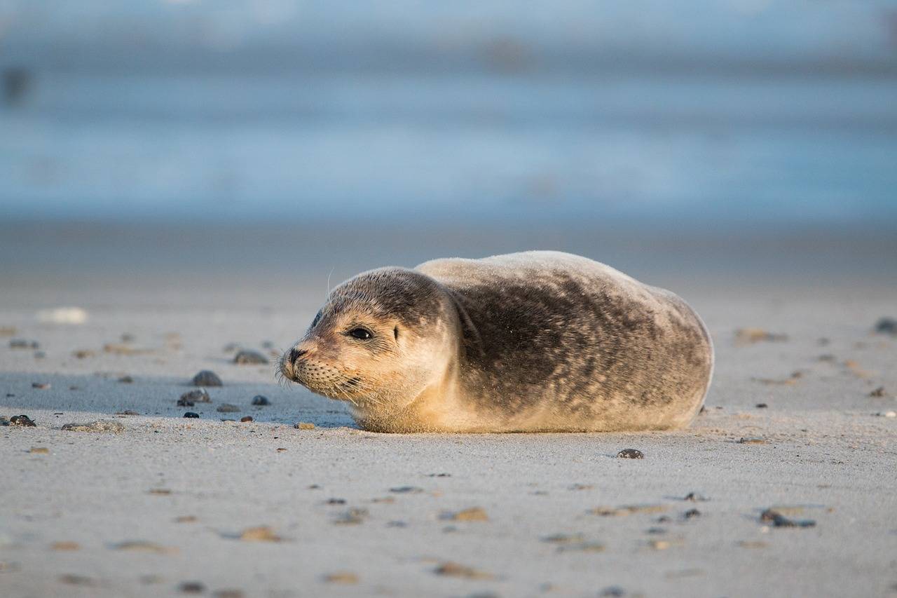 Luoghi per ammirare la foca monaca