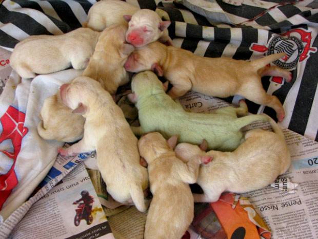 Sassari, nato un Labrador tutto verde: "Lo chiameremo Pistacchio"