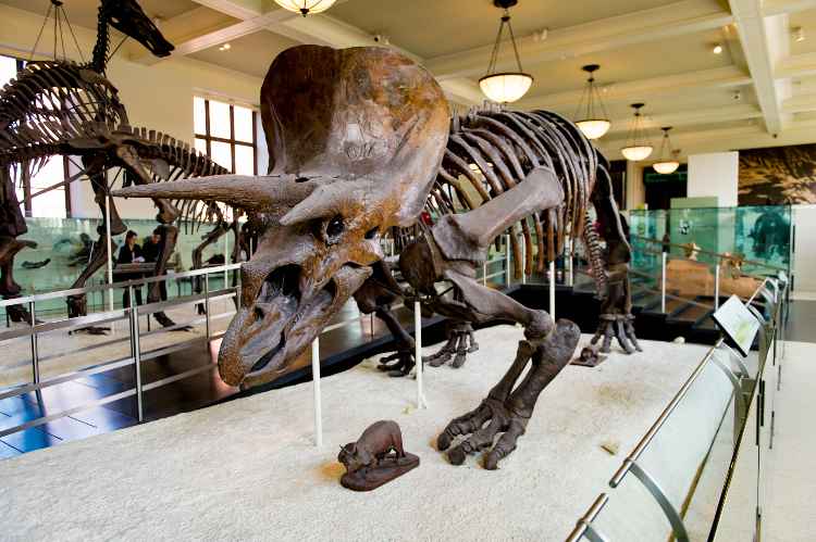 American Museum of Natural History, New York musei famosi online gratis