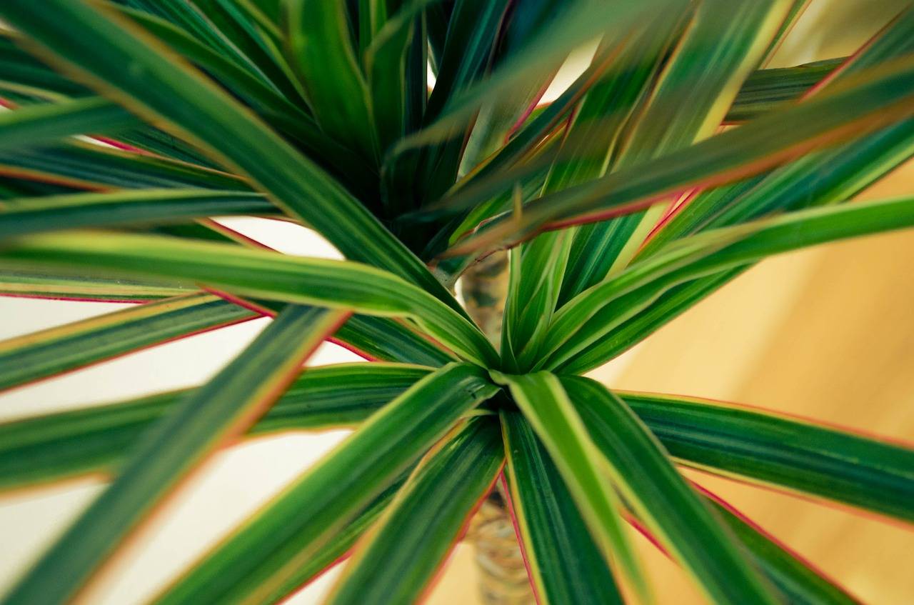 Piante che purificano l'aria Dracena Marginata