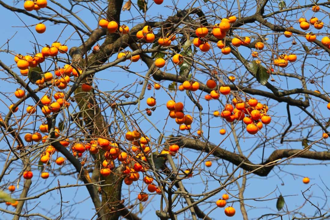 Cachi, frutti d'autunno da consumare in tante varianti cachi