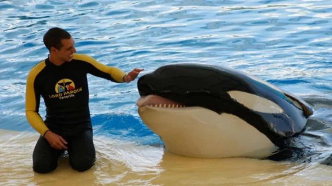 Tragedia natalizia al SeaWorld orca assassina uccide l’istruttore in