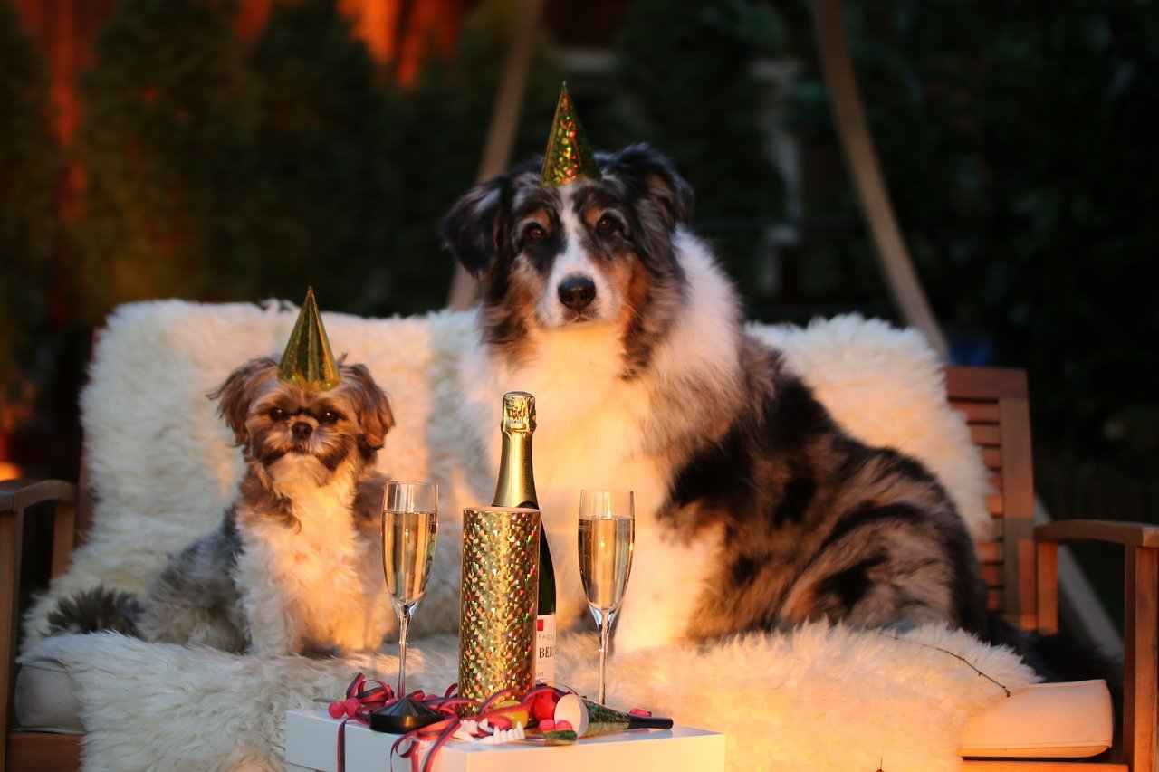 Botti Capodanno, come far tranquillizzare i cani