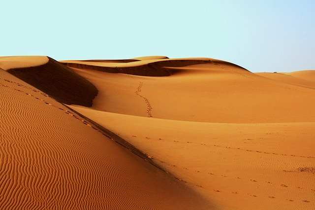 Deserto, le tecniche di sopravvivenza degli animali