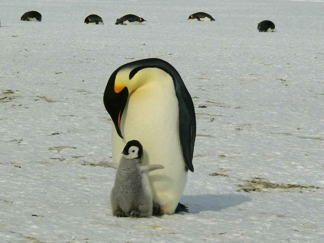 Che specie si trovano in Antartico