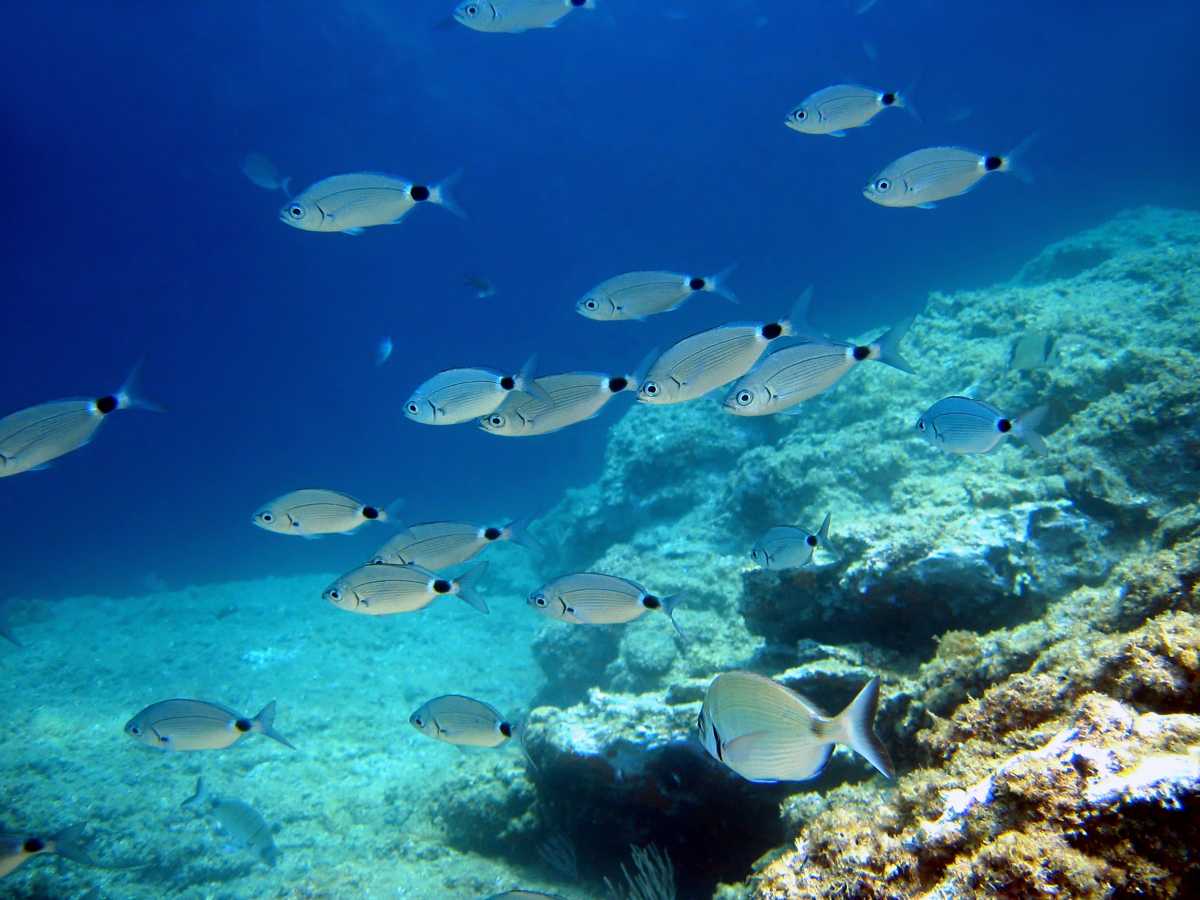 Occhiata pesce Mediterraneo: caratteristiche e peso