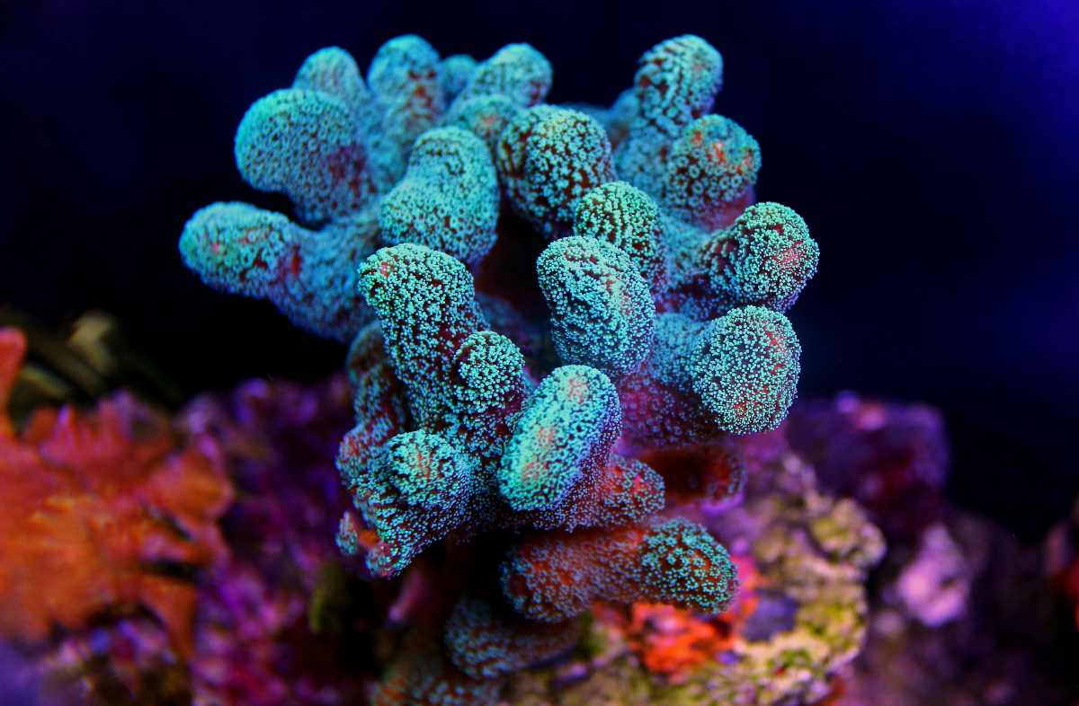 Il corallo è un animale?