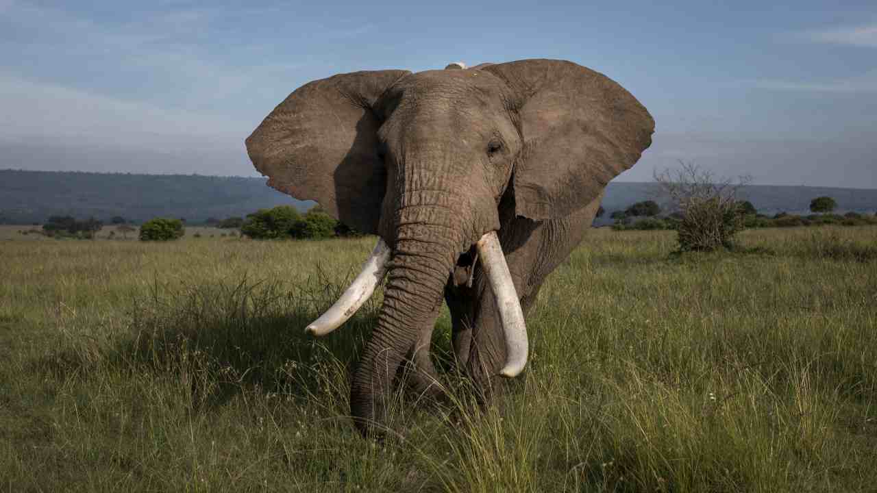 elefante uccide uomo