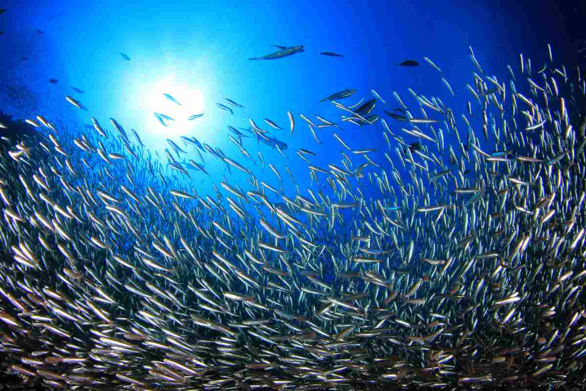 Quali sono i pesci del Mediterraneo