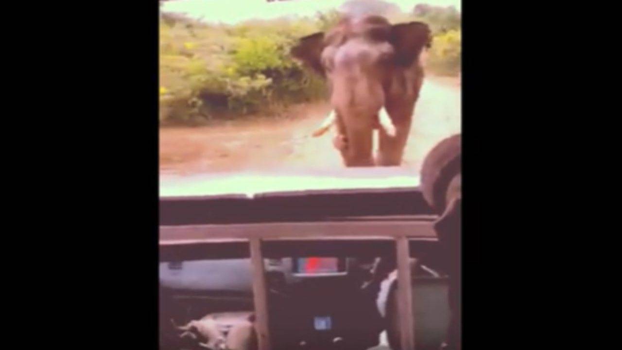 Elefante attacca turisti