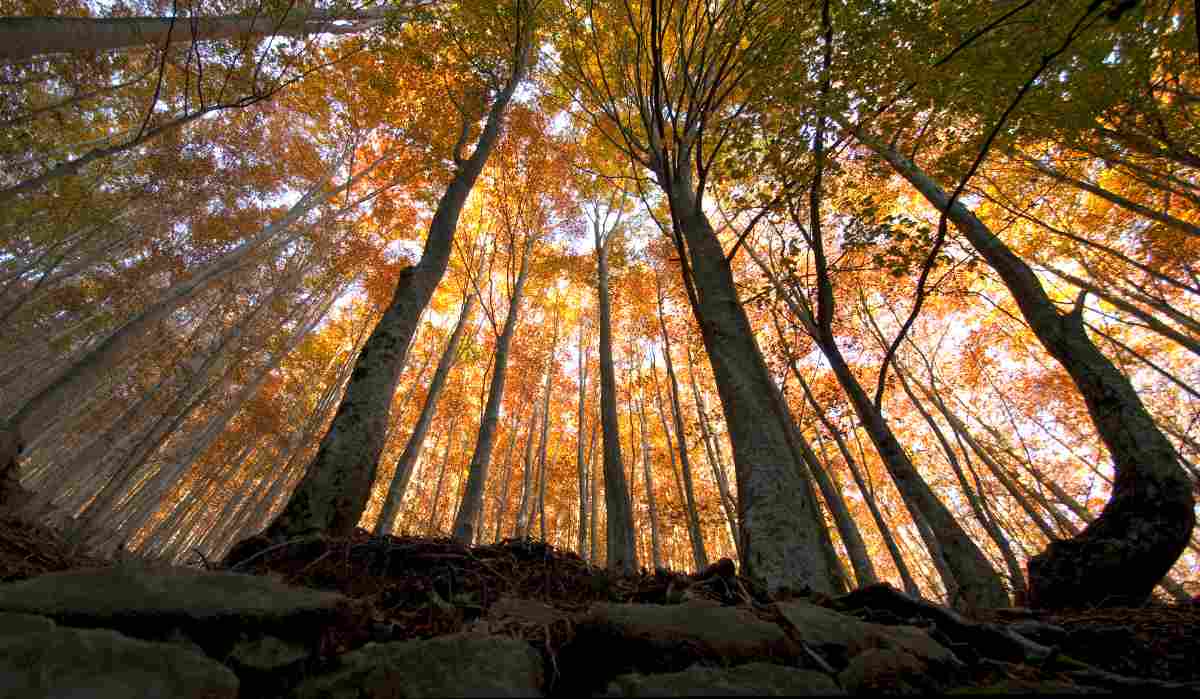 Gli alberi secolari