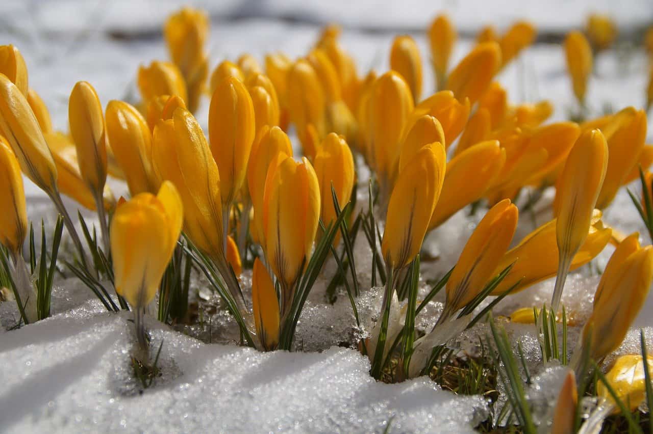 meteo settimana 15 marzo freddo