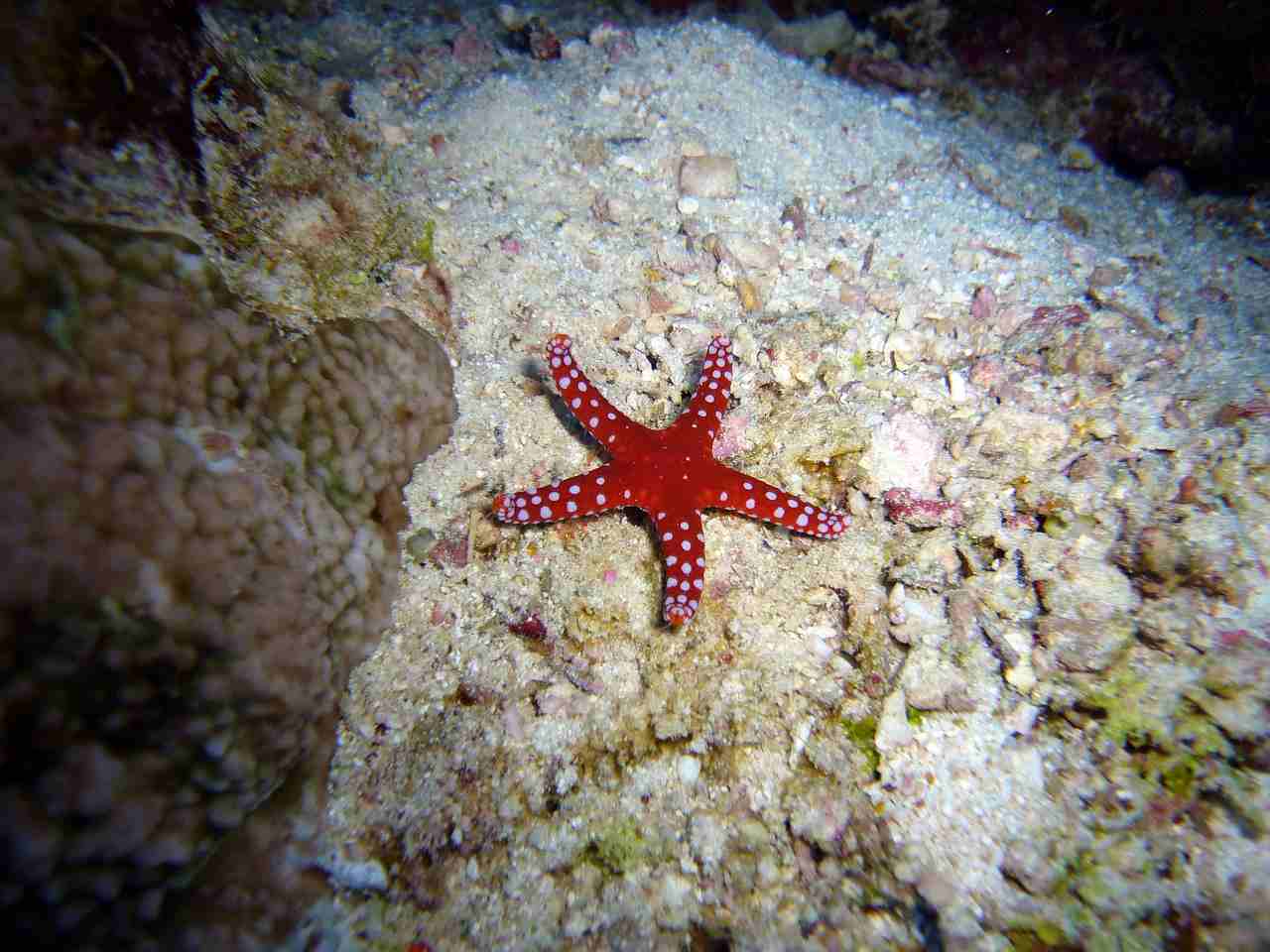 animali del Mediterraneo, la stella marina rossa