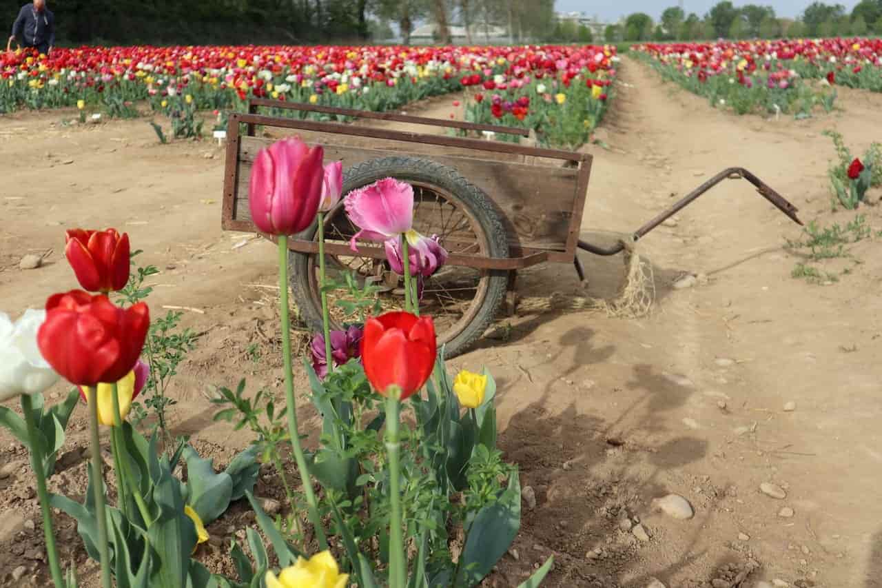 tulipani